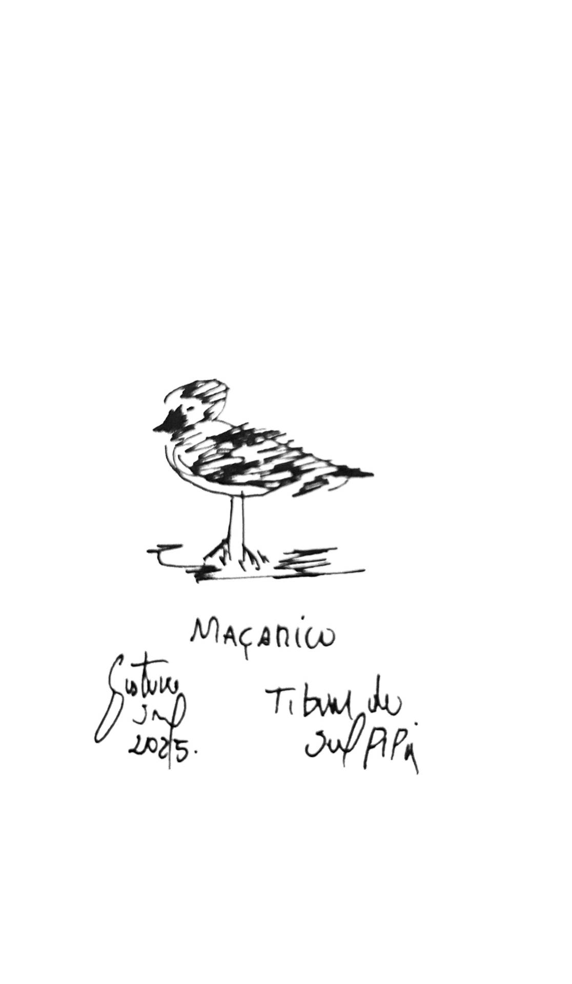 Desenho Gustavo Sobral. Maçarico. Tibau do Sul 2026